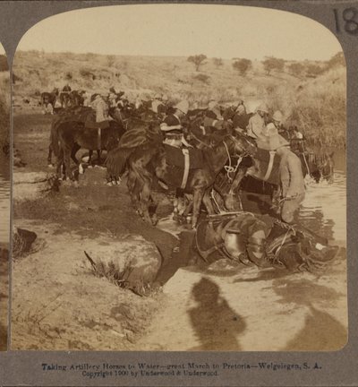 Sulama Topçu atları, Welgelegen, Güney Afrika by Underwood and Underwood