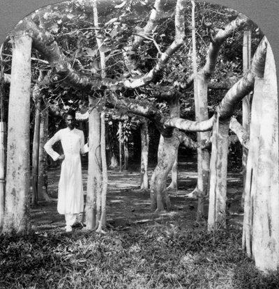 Banyan ağacının kökleri arasında, Kalküta, Hindistan, 1900'ler. by Underwood and Underwood