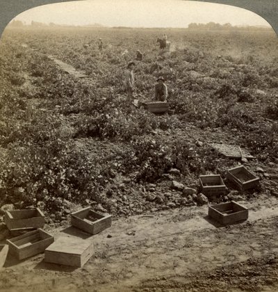 Kuru üzüm, Fresno, San Joaquin Valley, California, ABD. by Underwood and Underwood