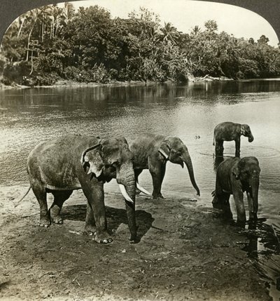 Filler, Sri Lanka Seylan. by Underwood and Underwood