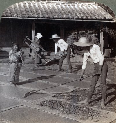 Bambu tırmıkları olan çiftçiler, kış için kuruması için hasırların üzerine darı serpiyor, Yokohama, Japonya, 1904 by Underwood and Underwood
