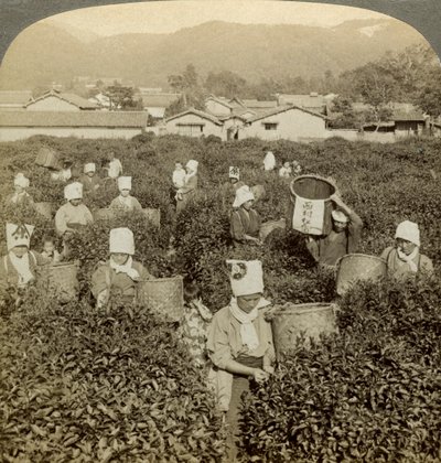 Çay toplayan kızlar, Uji, Japonya. by Underwood and Underwood