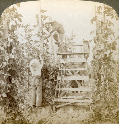 Rich Hop Bölgesinde, Training the Vines, White River Valley, Washington, ABD. by Underwood and Underwood