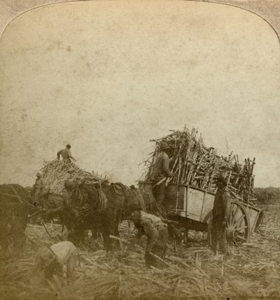 Baston yükleniyor, şeker ekimi, Louisiana, ABD. by Underwood and Underwood