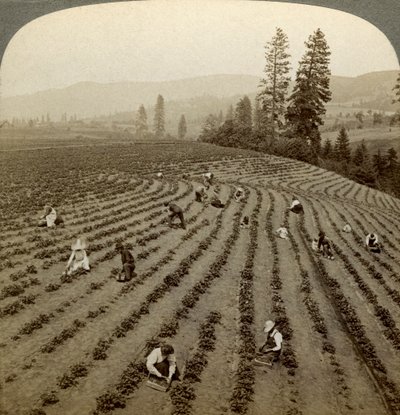 Çilek toplama, Cedar Creek Çiftliği, Hood River Valley, Oregon, ABD. by Underwood and Underwood