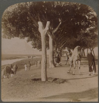 Piramitlere Giden Yol, Mısır, 1896. by Underwood and Underwood