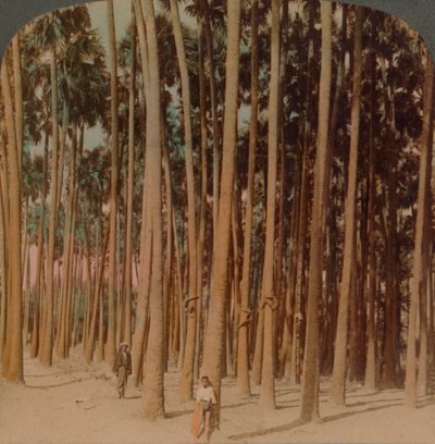 Toddy avuç içi 100 ft boyunda, Pagan, Burma, 1907. Sanatçılar: Elmer Underwood, Bert Elias Underwood. by Underwood and Underwood