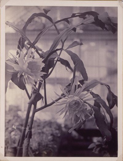 [Gece Çiçek Açan Cereus, Çiçek Açıyor] by Unidentified