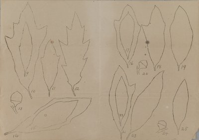 Yaprak Şekillerinin İncelenmesi by Unidentified