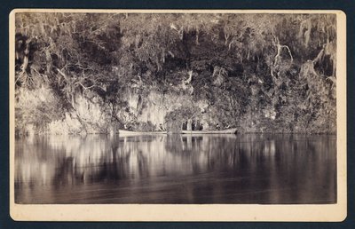 [Withlacoochee Nehri Kayalıklarının Altında, Florida] by Unidentified