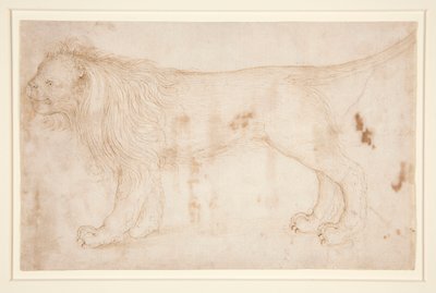 Bir aslan by Unknown