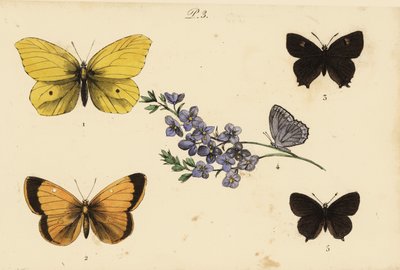 Yaygın kükürt, Gonepteryx rhamni 1, bulutlu sarı, Colias croceus 2 kahverengi saç çizgisi, Thecla betulae 3, Meleagers mavisi, Polyommatus daphnis 4 ve siyah saç çizgisi, Satyrium pruni 5 by Unknown