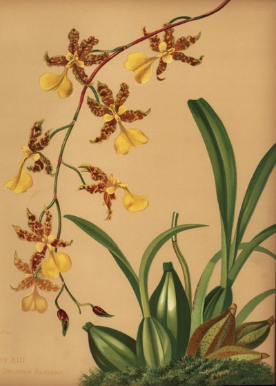 Dans eden bayan orkide, Oncidium tigrinum (Oncidium barkerii) by Unknown