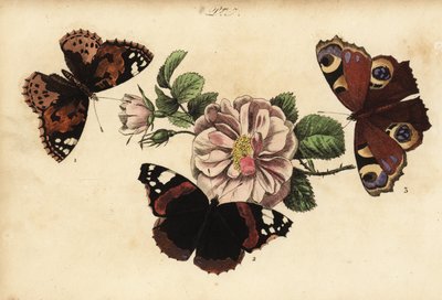 Boyalı bayan kelebek, Vanessa cardui 1, kırmızı amiral, Vanessa atalanta 2 ve Avrupa tavus kuşu, Aglais io 3 by Unknown