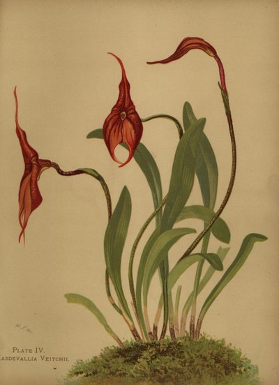 Veitchs masdevallia veya masdevallias kralı, Masdevallia veitchiana by Unknown