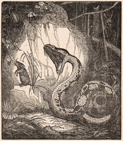 Bir tavşanı yutmak için ağzını açan bir boa yılanı (gravür) by Unknown Artist