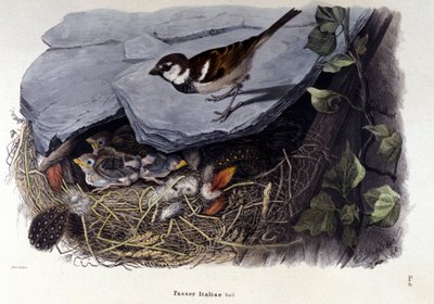 Yuvasının yakınında ortak bir kuşu (veya serçeyi) temsil eden bir tahta. by Unknown artist