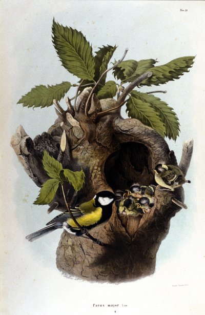 Yuvasının yakınında ortak bir kuşu (veya serçeyi) temsil eden bir tahta. by Unknown artist