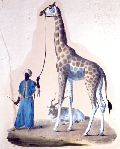 Sirkte bir zürafa ve antrenörü. Litografi by Unknown artist
