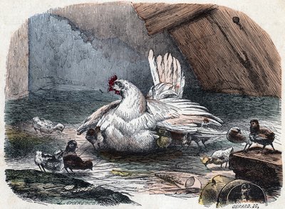 Tavuk kanatlarını açarak civcivlerini soğuktan korur. by Unknown artist