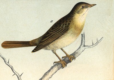 Bir bülbül - gravür. 19. yüzyıl by Unknown artist