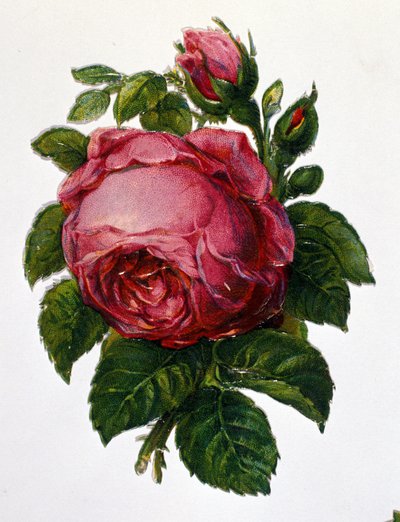 bir gül by Unknown artist