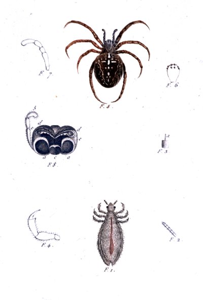 Bir örümcek ve bir bit. Doğal tarih tahtası, sd. 19. yüzyıl. by Unknown artist