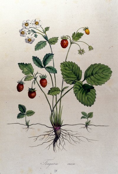 Bir çilek ağacı ve meyveleri: 19. yüzyıl botanik tahtası. by Unknown artist