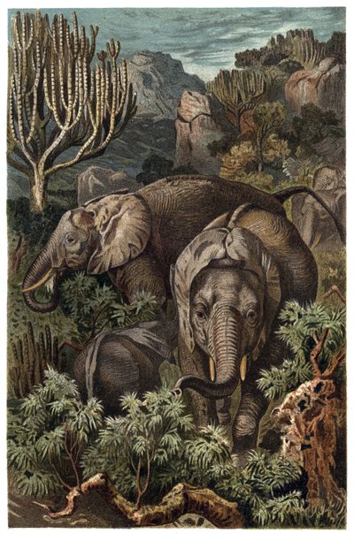 Afrika fili (Loxodonta) - Afrika fili (Loxodonta) - Alfred Edmund Brehm