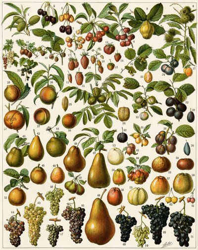Tarım: Yenilebilir meyveleri temsil eden botanik tahtası (kiraz, ahududu, çilek, yaban mersini, şeftali, kayısı, fındık, üzüm, armut, fındık, incir, elma, erik...). Renkli litografi. by Unknown artist