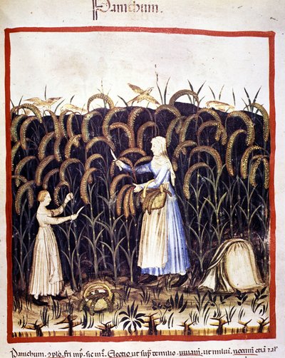 Tarım. Recolle panik (tahıl). İlaç ve diyetetik sağımlarından aydınlatma “” Tacuinum sanitatis”” by Unknown artist