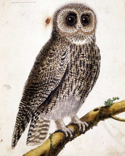 Baykuş. 19. yüzyıl gravürü. by Unknown artist