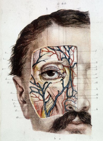 Göz ve çevresi üzerinde anatomik tahta (derili) by Unknown artist