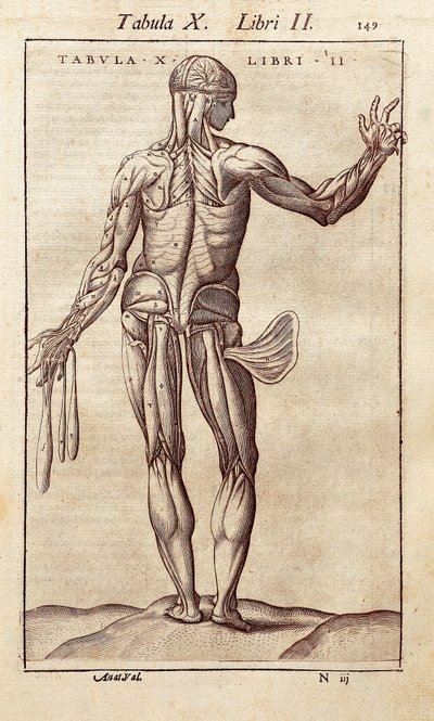 Sırtındaki bir adamı temsil eden anatomik tahta. Juan Valverde De Amusco