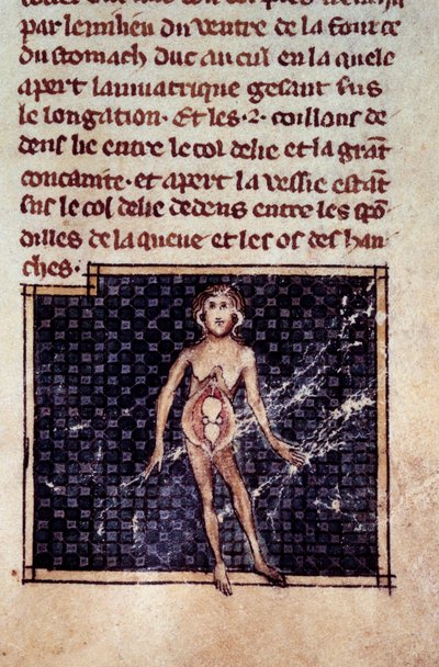 Anatomik figürler: erkek ve dişi kabukları, açık göbek, böbrekleri, mesaneyi, cinsel organları gösteren: kadın detayı. Henri de Mondeville (Philippe Le Bel