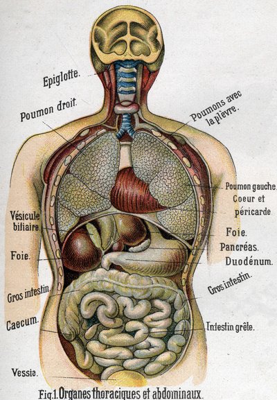 Anatomi: Göğüs ve karın organı. (Barsak, karaciğer, pankreas, akciğer vb.) La nouvelle ilaç naturelle par F.E. Bilz.1898