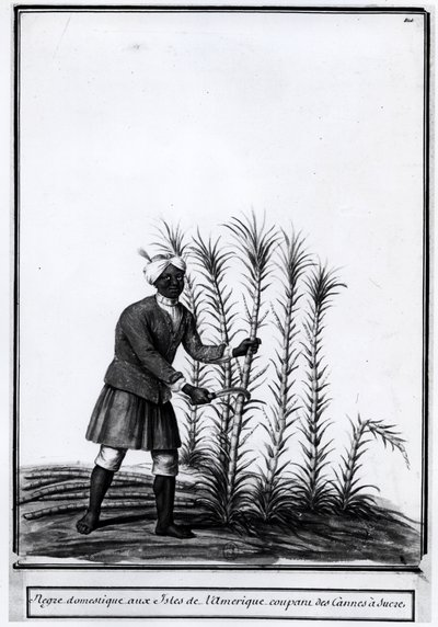 Antiller, yerli zenci şeker kamışı kesiyor. by Unknown artist