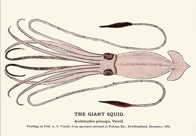 Architeuthis princeps, dev kalamar, Aralık 1874