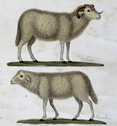 Koç ve koyun by Unknown artist