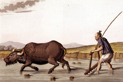 Bir öküzle pirinç tarlalarının yasını tutmaktan uzakta - J. Ferrario, ed. Milano by Unknown artist