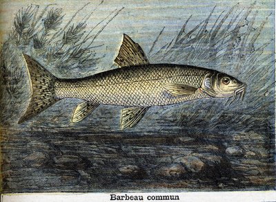 Barbea komün. 1897