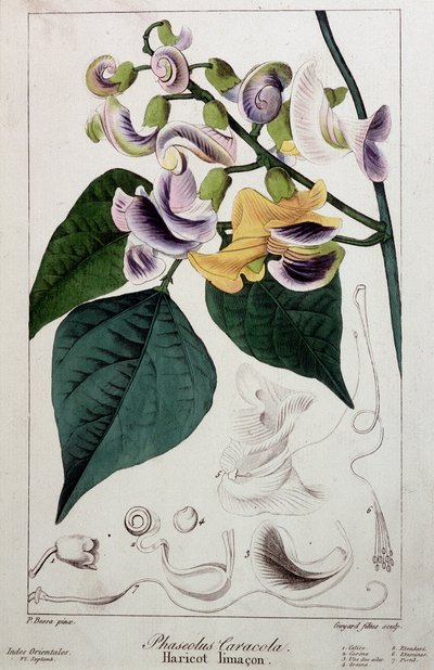 Fasulye salyangozu (phaseolus caracola), botanik tahtası by Unknown artist