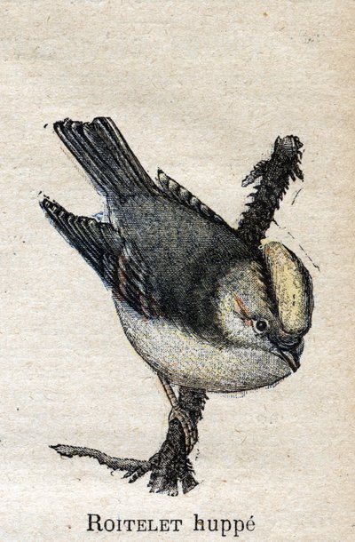 Tarıma Faydalı Kuşlar: Rupped Roitelet by Unknown artist