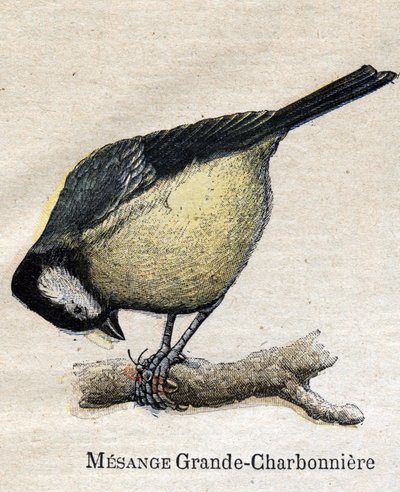 Tarıma faydalı kuşlar: Big Chickadee - Kömür by Unknown artist