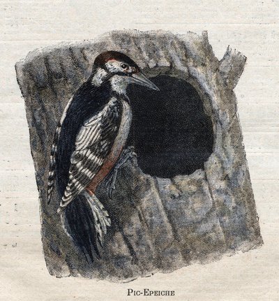 Tarıma faydalı kuşlar:Ağaçkakan by Unknown artist