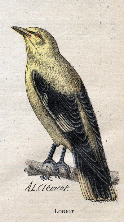 Tarıma faydalı kuşlar: Loriot by Unknown artist