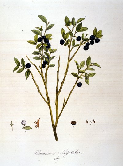 Yaban mersini:: 19. yüzyıl botanik tahtası. by Unknown artist