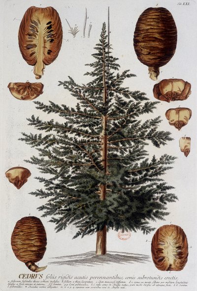 Botanik kurulu: Sedir. n.d. 19. yüzyıl. by Unknown artist
