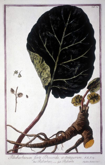 Botanik tahtası: Ravent yaprağı ve kökleri. 19. yüzyıl herbaryumu. by Unknown artist