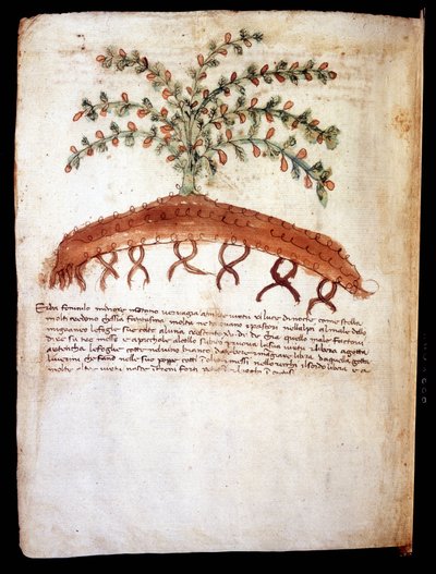 "" feniculo maggiore "" otunu temsil eden botanik pano. Rimini belediye kütüphanesi by Unknown artist
